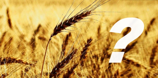 Sloga: Zašto uvozimo hleb i gde je domaće žito?